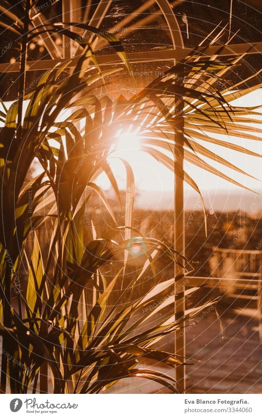 Pflanze auf dem Fensterbrett, Sonnenlicht fällt durch das Fenster. Innendekoration, Blick auf die Terrasse. Konzept der Dekoration grün Licht Sonnenuntergang