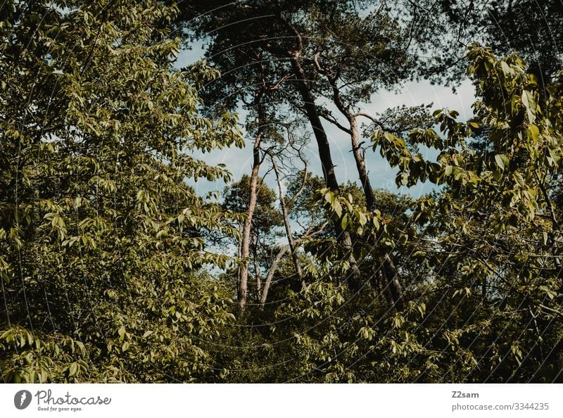 Baumkronen urwald Bayern baumkronen Bäume laubbäume Natur Landschaft Wald wild wachsen Grün Sommer natürlich öko saftig dicht bewachsen wuchern