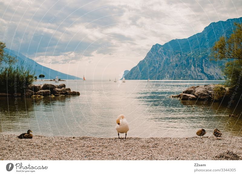 Schwan am Gardasee gardasee wasser bergsee ufer berge bucht tiere vögel segeln sommerurlaub wolken himmel putzen schwan natürlich Außenaufnahme