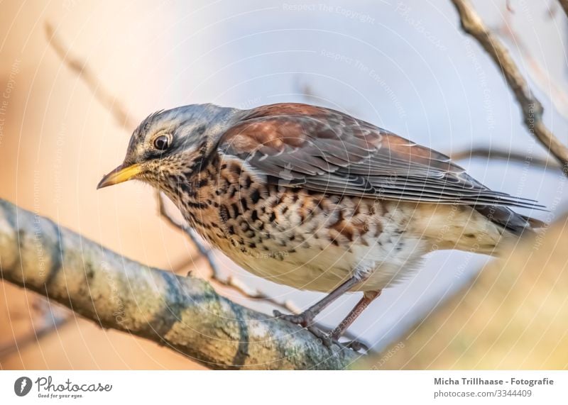 Drossel im Baum Natur Tier Himmel Sonnenlicht Schönes Wetter Zweige u. Äste Wildtier Vogel Tiergesicht Flügel Krallen Wacholderdrossel Kopf Schnabel Auge Feder