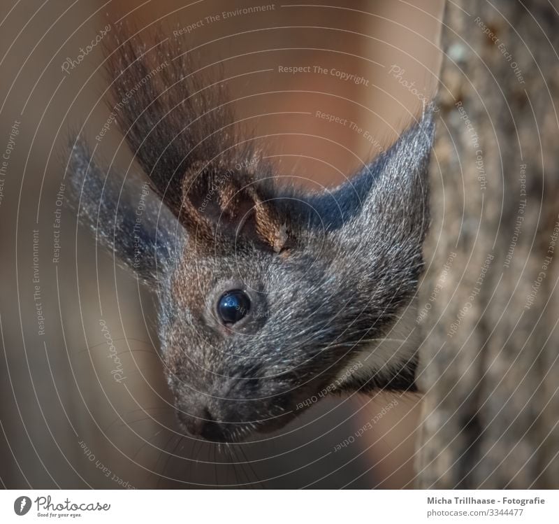 Neugieriges Eichhörnchen Natur Tier Sonne Sonnenlicht Schönes Wetter Baum Baumstamm Wildtier Tiergesicht Fell Kopf Auge Ohr Nase Maul 1 beobachten hängen Blick