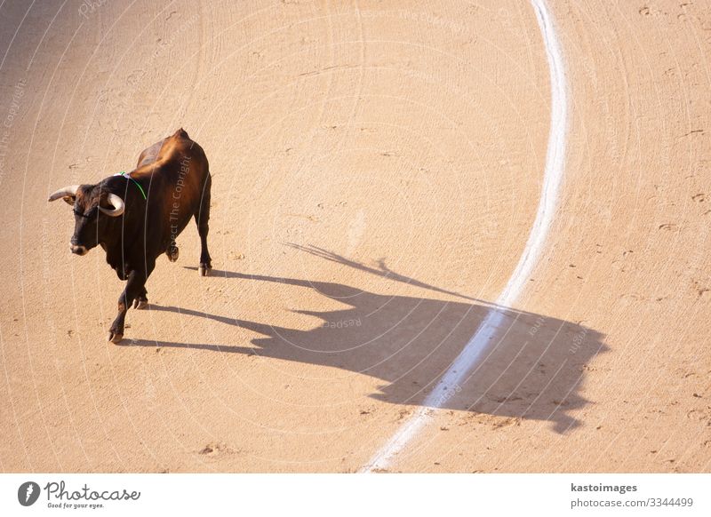 Traditionelle Korrida - Stierkampf in Spanien elegant Sommer Sonne Entertainment Sport Stadion Kunst Kultur Tier Geschwindigkeit Wut Mut Tod Schmerz Bulle