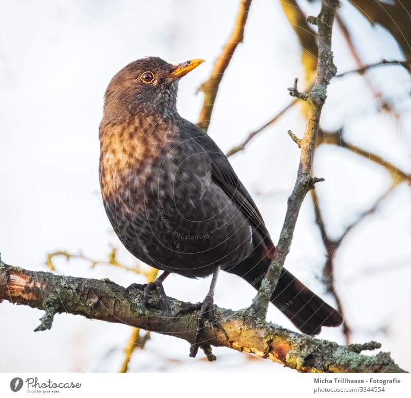 Amsel im Sonnenschein Natur Tier Himmel Sonnenlicht Schönes Wetter Baum Zweige u. Äste Wildtier Vogel Tiergesicht Flügel Krallen Kopf Schnabel Auge Feder