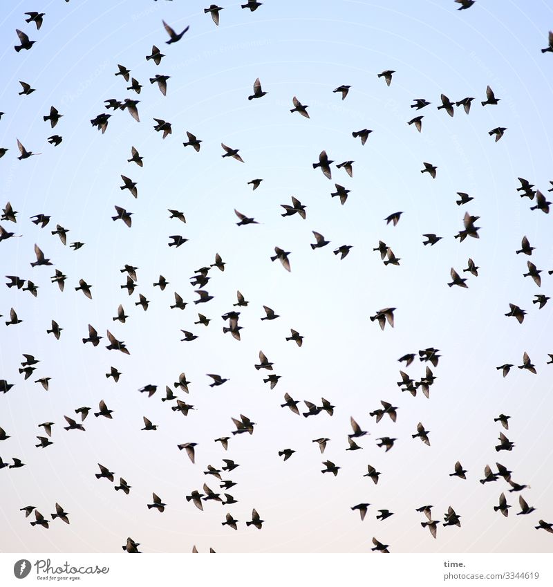 aufgescheucht und abgehoben Vögel Tierporträt Froschperspektive Starke Tiefenschärfe Kommunizieren Inspiration entdecken Himmel Schönes Wetter vogel gemeinsam