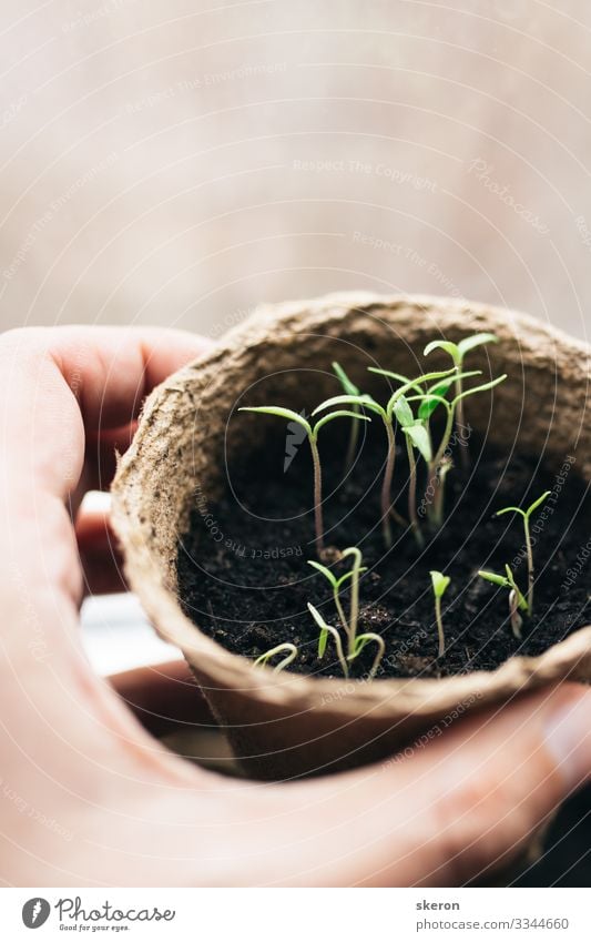 Frühlingstomaten-Setzlinge in einem Torf-Topf Lifestyle kaufen Handarbeit lernen Student Hochschullehrer Arbeit & Erwerbstätigkeit Gartenarbeit Business