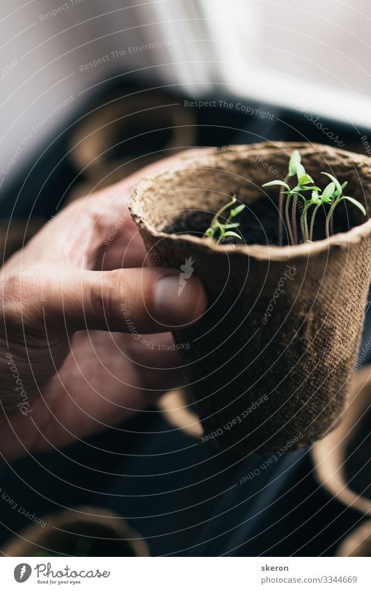 Frühlingstomaten-Setzlinge in einem Torf-Topf Lifestyle Freizeit & Hobby Basteln heimwerken Arbeit & Erwerbstätigkeit Beruf Gartenarbeit Arbeitslosigkeit fangen