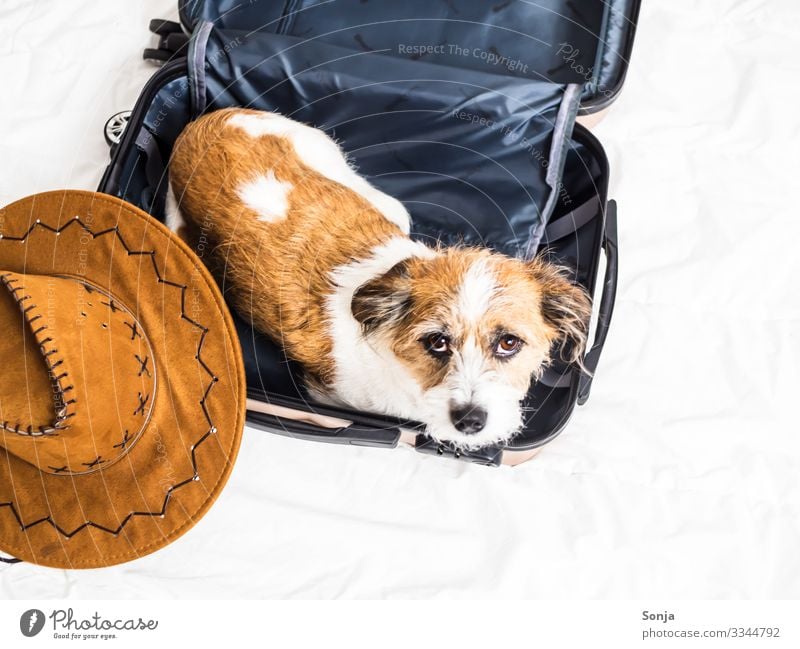 Kleiner Terrier Hund liegt in einem Koffer Tier Haustier Tiergesicht 1 Sonnenhut Bett Erholung liegen Blick Armut trendy schön klein lustig maritim rebellisch