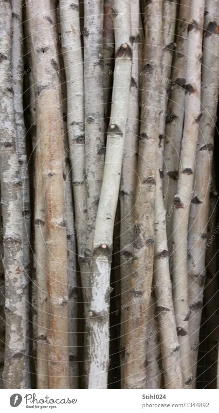 viele schlanke Birkenstämme nebeinander Natur Baum Wald Holz dunkel grau schwarz weiß standhaft Ordnungsliebe Zufriedenheit Birkenwald Baumstamm Schwarzweißfoto