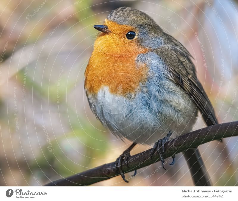 Rotkehlchen Portrait Natur Tier Sonne Sonnenlicht Schönes Wetter Baum Zweige u. Äste Wildtier Vogel Tiergesicht Flügel Krallen Kopf Schnabel Auge Feder