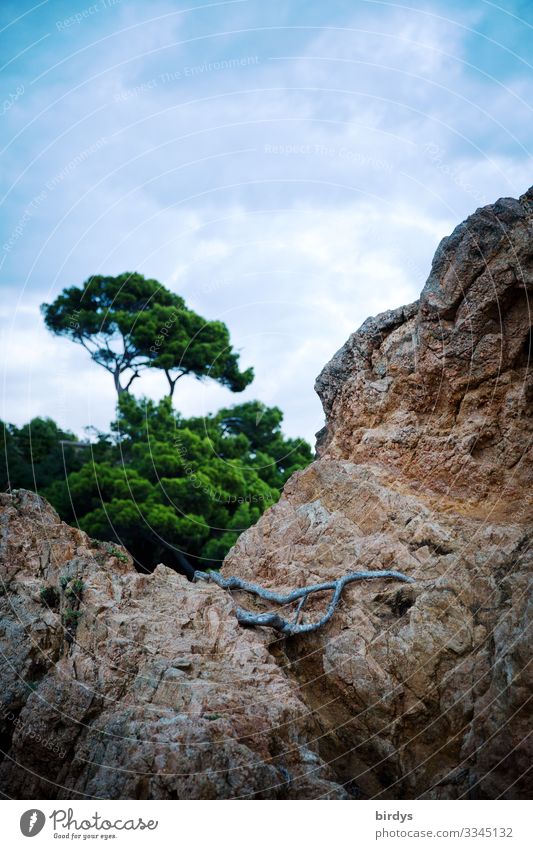 Natur im Wandel Landschaft Himmel Wolken Sommer Klimawandel Schönes Wetter Baum Wald Felsen authentisch natürlich wild blau gelb grau grün Reinheit