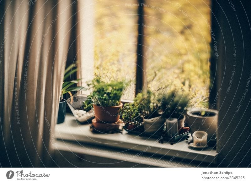 Topfpflanzen aus dem Fensterbrett im Home Office Büro Innenbereich Arbeitsplatz Heimarbeitsplatz Homeoffice Arbeit & Erwerbstätigkeit Fensterblick Quarantäne