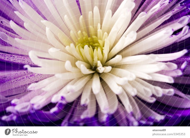 violetter und weißer Blumenhintergrund arome Hintergrund neutral schön Chrysantheme Farbe mehrfarbig Textfreiraum Gänseblümchen Tag Dekoration & Verzierung