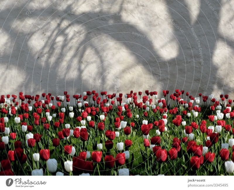 Klostergarten mit 2000 Tulpen Frühling Tulpenfeld Mauer Blühend viele Frühlingsgefühle Romantik Erholung Idylle Inspiration Umwelt Schattenspiel Phantasie