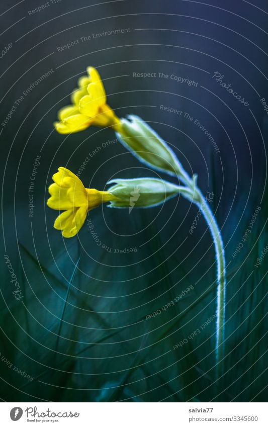 Schlüsselblume Umwelt Natur Pflanze Frühling Blume Blüte Wildpflanze Frühblüher Primelgewächse Schlüsselblumengewächse Primula Veris Garten Wiese Blühend Duft