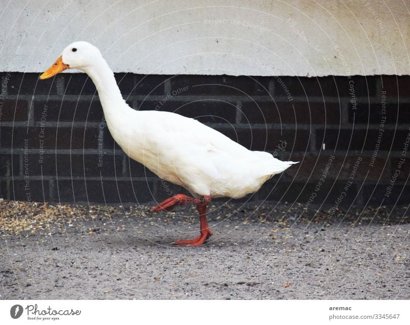 Stechschritt Tier Haustier Ente 1 gehen weiß Bauernhof Sand Wand Farbfoto Außenaufnahme Tag Zentralperspektive Blick nach vorn