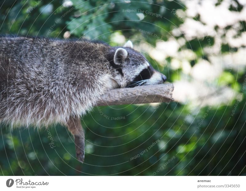 Ruhetag Tier Wildtier Waschbär 1 liegen schlafen träumen Traurigkeit kaputt niedlich grau grün Gefühle Stimmung Zufriedenheit ruhig Trägheit bequem Erholung