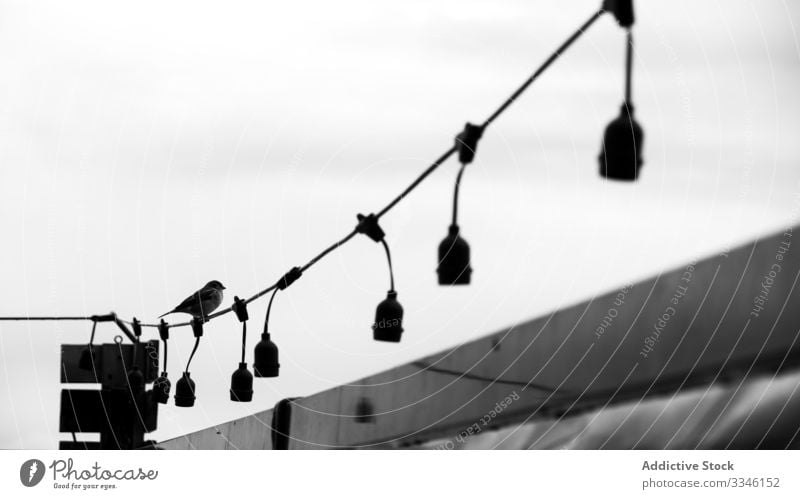 Vogel auf Draht sitzend mit Glühbirnen klein Licht Knolle hölzern Raum Natur Landschaft Himmel reisen Feder winzig Tier Arten Lebensraum elektrisch Gefieder