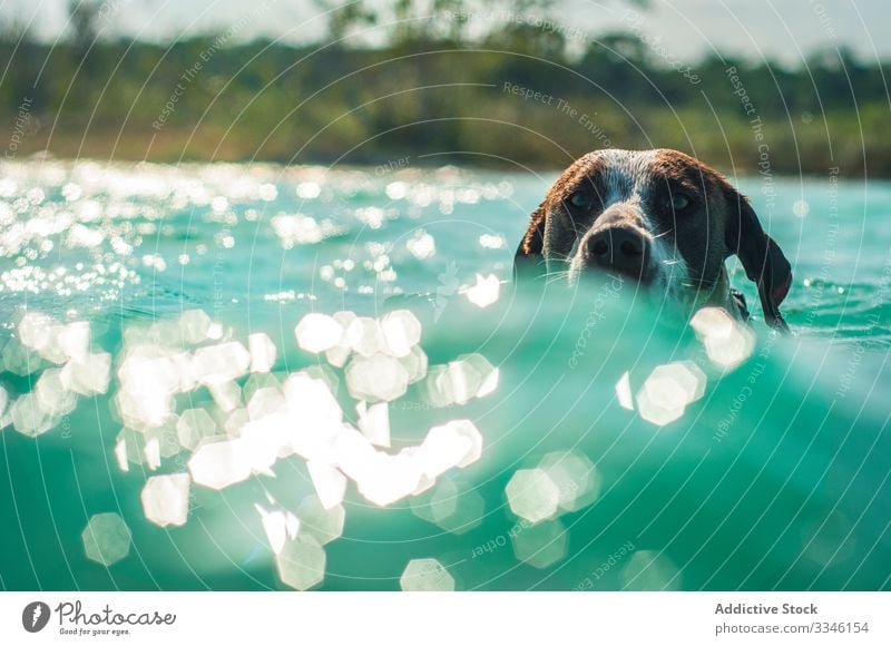 Hund schwimmt in türkisfarbenem Wasser im Sonnenlicht Schwimmsport Meer sonnig niedlich Urlaub platschen Eckzahn Tier Haustier Abenteuer Aktion Freund tropisch