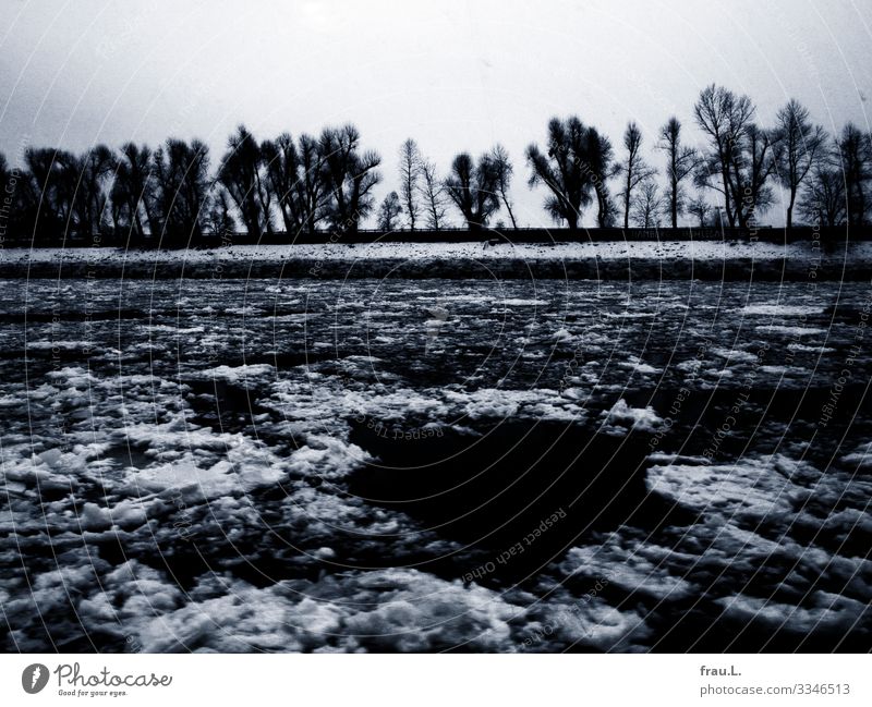 Eiselbe Umwelt Natur Landschaft Frost Schneefall Baum Flussufer Hamburg Hafenstadt kalt Winter Eisscholle Mauer Schwarzweißfoto Außenaufnahme Tag Dämmerung