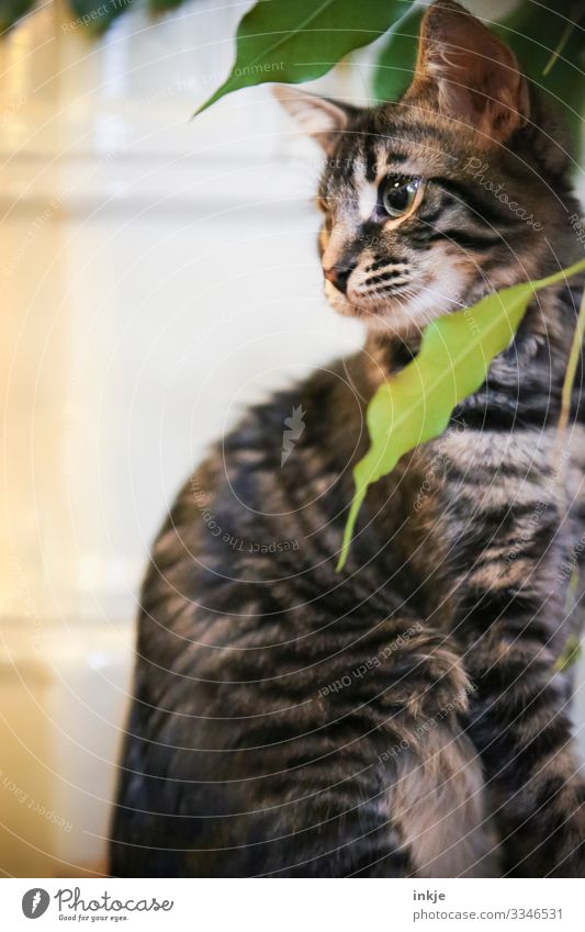 Katzenkind mit Zimmerpflanze Hauskatze Katzenbaby Farbfoto Textfreiraum grün Tigerfellmuster grau niedlich hocken Blick Pflanze Blatt Innenaufnahme