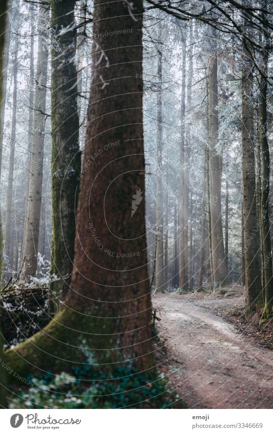 Frost Wald Umwelt Natur Landschaft Pflanze Winter Baum kalt weiß Farbfoto Gedeckte Farben Außenaufnahme Menschenleer Tag Schwache Tiefenschärfe mystisch