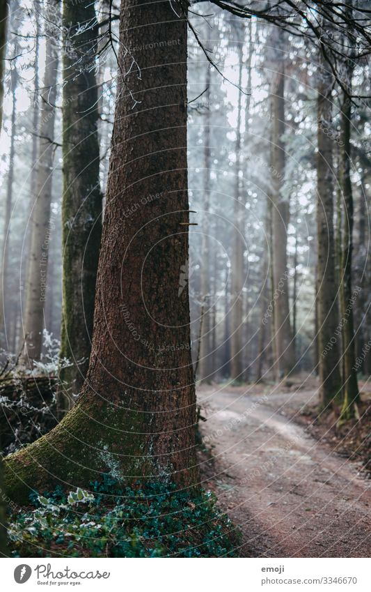 Frost Wald Umwelt Natur Landschaft Pflanze Winter Baum kalt weiß Farbfoto Gedeckte Farben Außenaufnahme Menschenleer Tag Schwache Tiefenschärfe mystisch