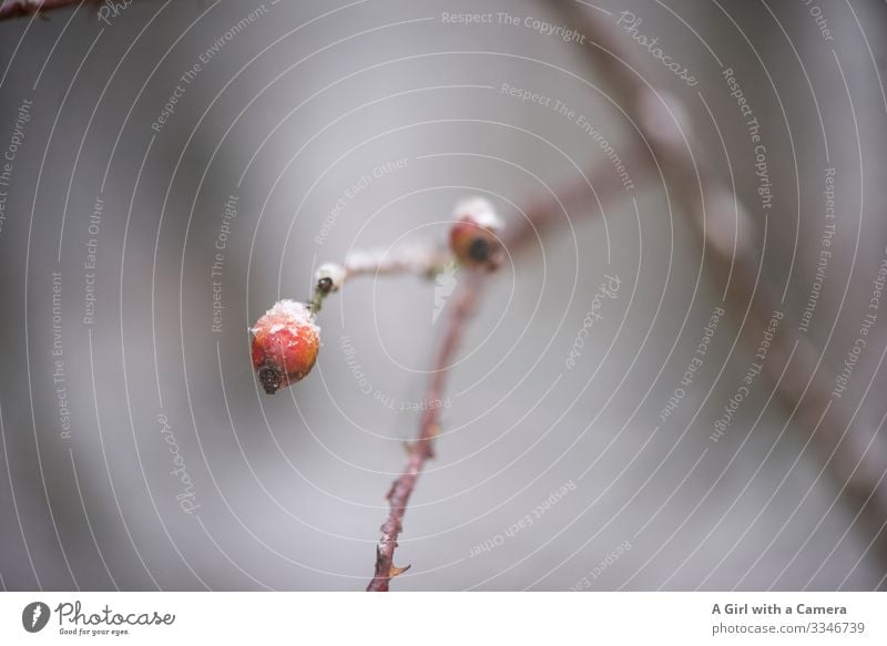 Rote Beere Umwelt Natur Pflanze Winter Eis Frost Baum Zweig Ast Hagebutten Wald natürlich rund rot Gelassenheit ruhig Gedeckte Farben Außenaufnahme Nahaufnahme