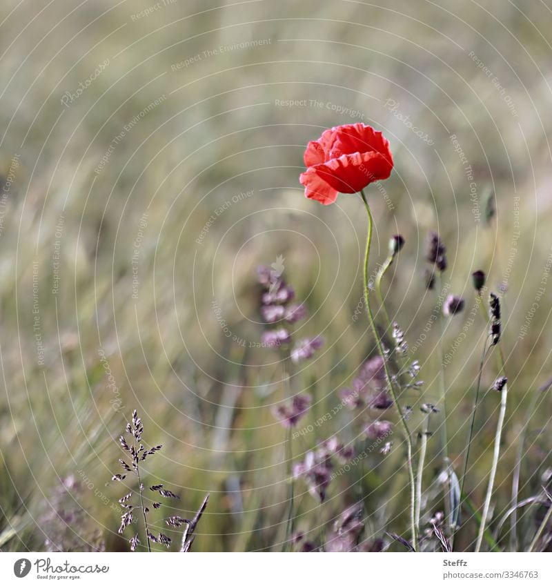 blühende Wiese mit rotem Mohn Mohnblüte roter Mohn rote Blume Sommerwiese Blumenwiese Wiesenblumen Wildpflanzen Sommerblumen heimische Wildpflanzen Wildblume