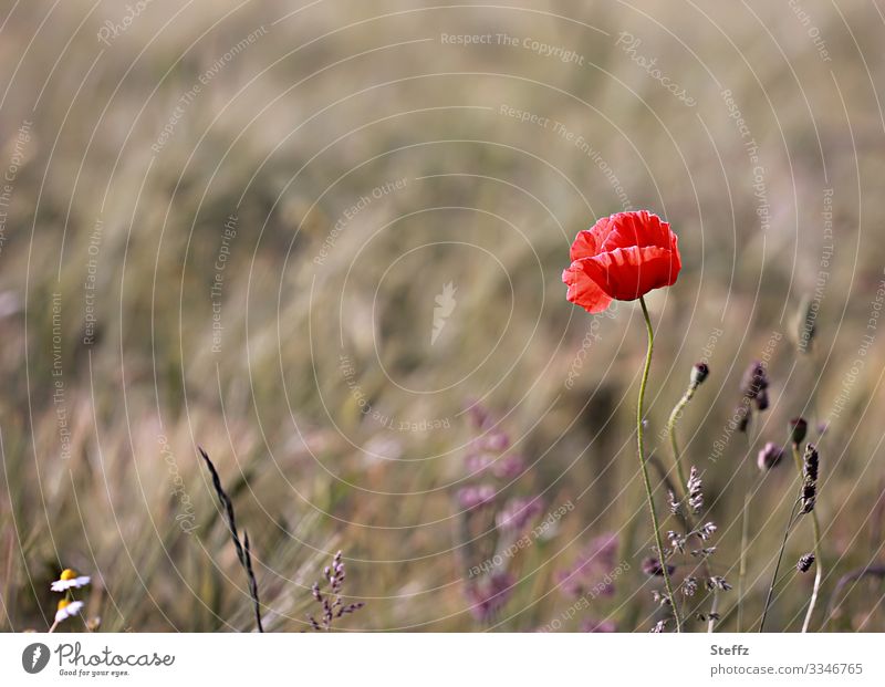 Mohnblüte roter Mohn blühender Mohn Wiesenblume Mohnblume Wildpflanze Papaver blühende Wildblume rote Wildblume Blume Blüte blühende Wiese floral rote Blume