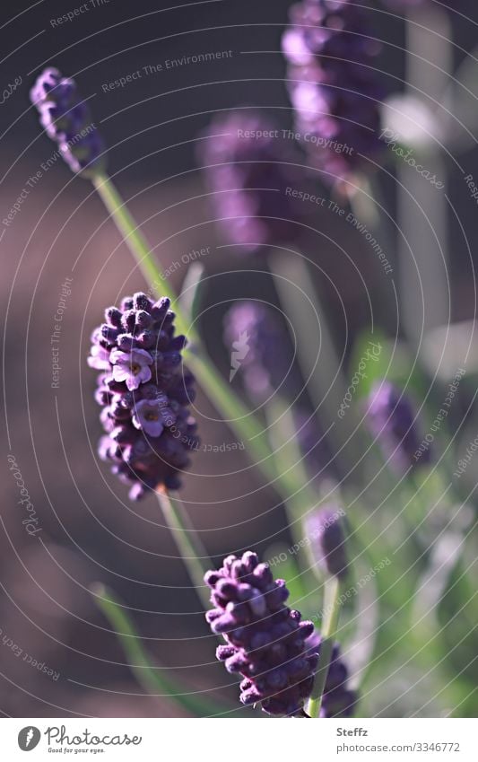 Lavendel mit Stimmung Lavendelblüten Lavendelduft violette Blumen Blüten lavendelfarben blühender Lavendel duftende Blüten violette Blüten duftende Blumen