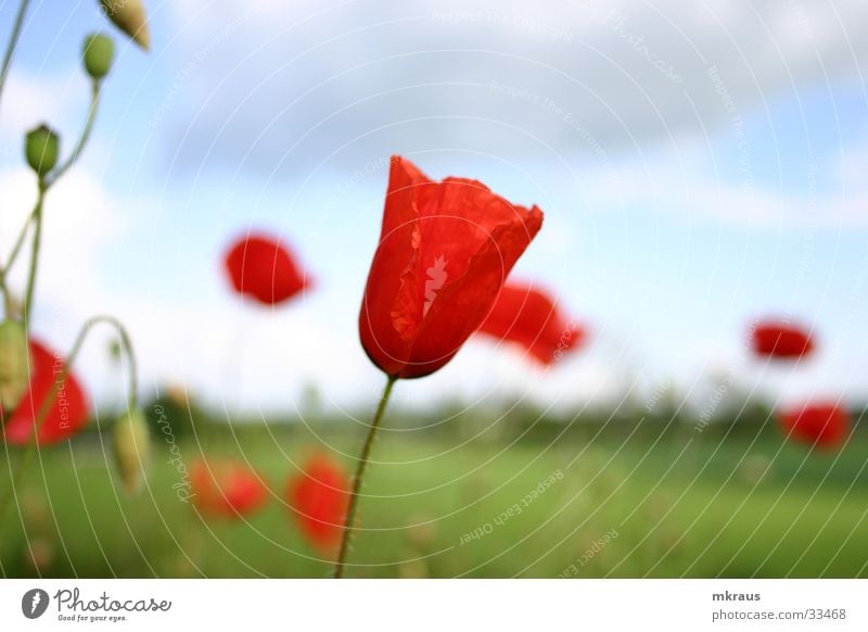 Mohnblumen im Wind Blume Mohen Blühten Blütenknospen Himmel