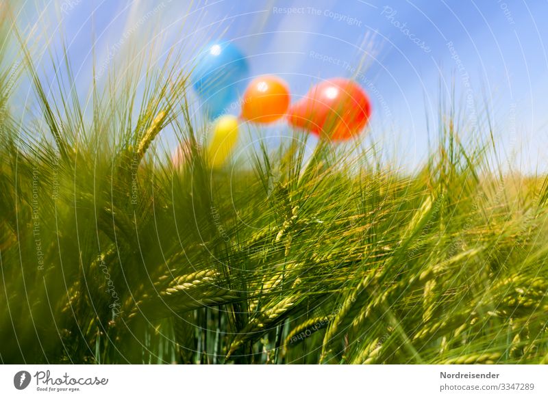 Sommer auf dem Land Glück harmonisch Sinnesorgane Spielen Ausflug Landwirtschaft Forstwirtschaft Natur Landschaft Wolkenloser Himmel Schönes Wetter Nutzpflanze