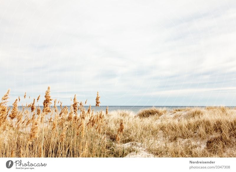 Ostsee auf Öland Natur Landschaft Wasser Himmel Wolken Frühling Sommer Schönes Wetter Gras Strand Nordsee Meer Insel Ferien & Urlaub & Reisen Freundlichkeit