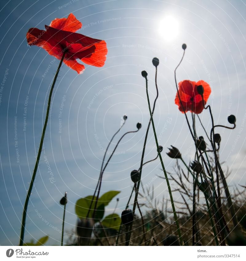 14 Mohn, 2 Blüten, 1 Sonne, büschen Gras auch und mächtig Gegenlicht vor viel Himmel mohn mohnblüte feld wiese gegenlicht sonne wachsen perspektive pflanze