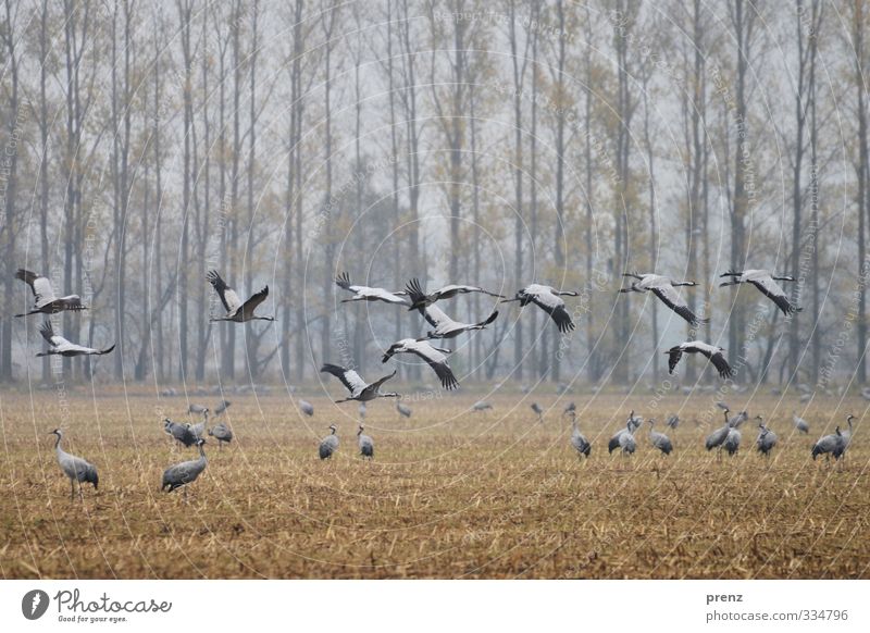 Kranichzeit Umwelt Natur Landschaft Tier Herbst Wetter schlechtes Wetter Feld Wildtier Vogel Tiergruppe blau grau fliegen fliegend Farbfoto Außenaufnahme