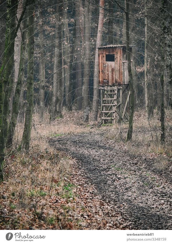 Typischer brauner hölzerner deutscher Jägersitz im Wald Umwelt Natur Herbst Winter bauen beobachten Jagd dreckig Deutsch Deutschland ruhig Gebäude Baum