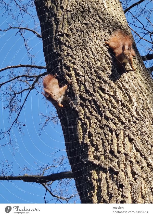 Frühlingsgefühle Tier Wildtier Tiergesicht 2 Tierpaar blau braun grau Eichhörnchen Baumstamm Klettern Blick Farbfoto Außenaufnahme Nahaufnahme