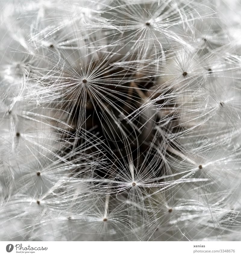 Makroaufnahme einer Pusteblume mit dunklem Kreis im Hintergrund Löwenzahn Pflanze Blüte verblüht klein weich braun weiß Leichtigkeit reif leicht Samen