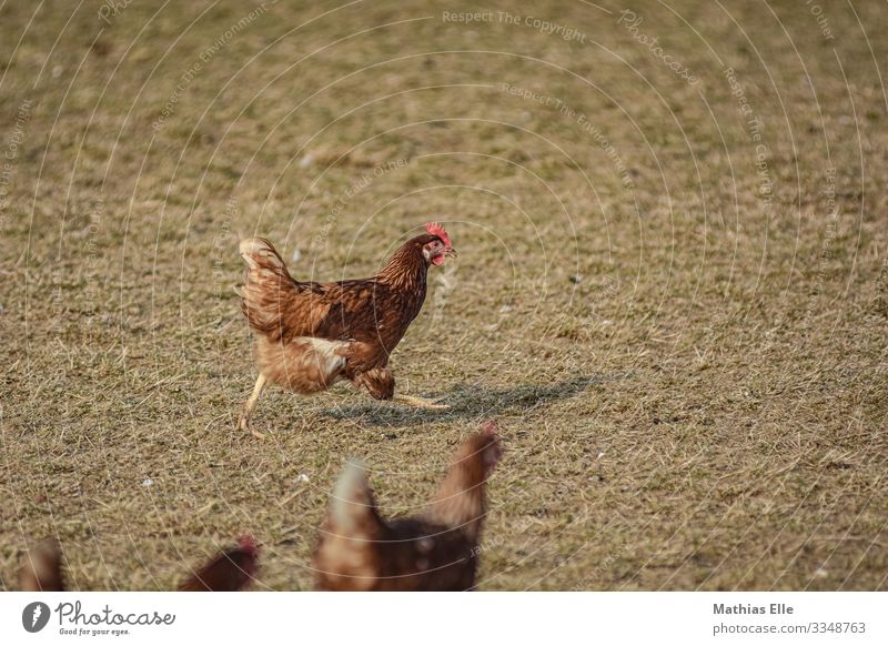 Rennendes Huhn auf Gras Tier Flügel Krallen 1 3 Tiergruppe rennen braun gelb gold Haushuhn Geflügelfarm Bauernhof Legebatterie Freilandhaltung botenhaltung