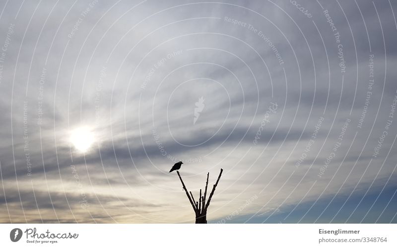 Warten auf ... Himmel Wolken Ast Zweige u. Äste Tier Vogel 1 warten frei blau grau Sehnsucht sitzen Blick Krähe Rabenvögel Farbfoto Gedeckte Farben