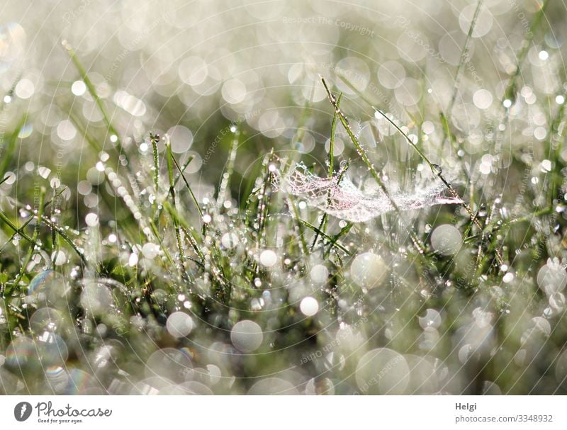 Morgentau im Gras mit Spinnennetz, vielen Glitzertropfen und Bokeh im Gegenlicht Wiese Tropfen Tau Tautropfen morgens Pflanze Grashalm Halm Umwelt Natur