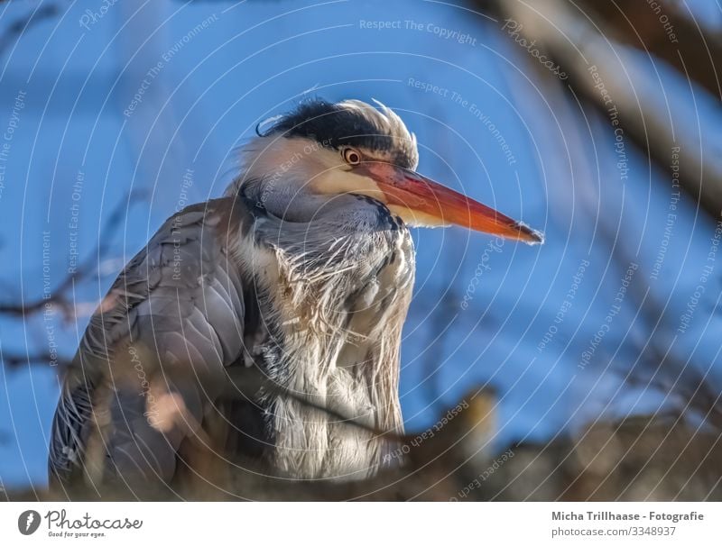 Graureiher im Baum Natur Tier Himmel Sonnenlicht Schönes Wetter Zweige u. Äste Wildtier Vogel Tiergesicht Flügel Reiher Schnabel Kopf Auge Feder gefiedert 1