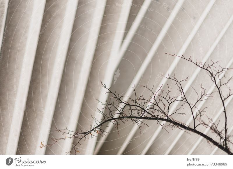 Berliner Fächer Klimawandel Baum Zweig Ast kahl Gebäude Mauer Wand Fassade Lamelle Säule Stein Holz Linie ästhetisch bedrohlich kalt modern trocken Stadt