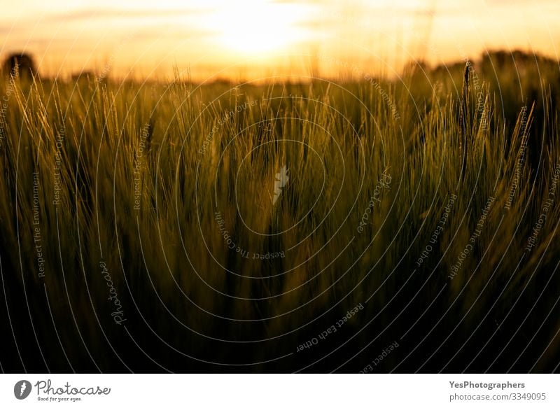 Nahaufnahme von Grainfields zur goldenen Stunde. Weizen im Licht Sommer Natur Landschaft Pflanze Nutzpflanze Wachstum natürlich landwirtschaftliche Flächen