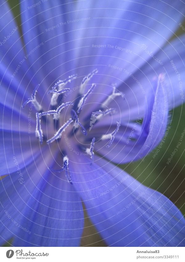 Blaue Blume Natur Pflanze Schönes Wetter Gras Sträucher Blüte Wildpflanze Garten blau Zichorie Farbfoto Außenaufnahme