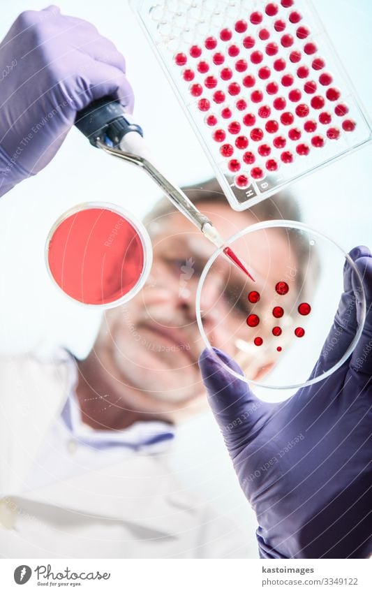 Fokussierte leitende Biowissenschaftler, die Bakterien in die Pettri-Schalen verpflanzen. Fokussierung der Linse auf die Agarplatte. Blick durch das Glas.