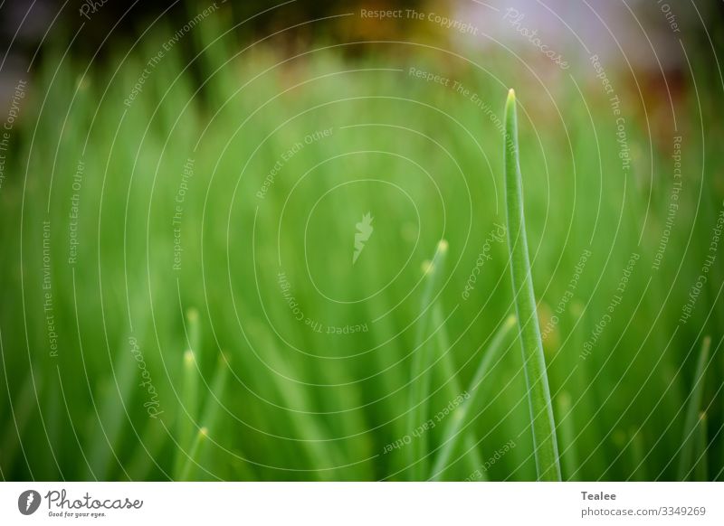 Gras Natur Pflanze Frühling Schönes Wetter Sträucher Grünpflanze ästhetisch elegant Gesundheit hell schön grün Tugend Frühlingsgefühle Farbe Frieden Farbfoto