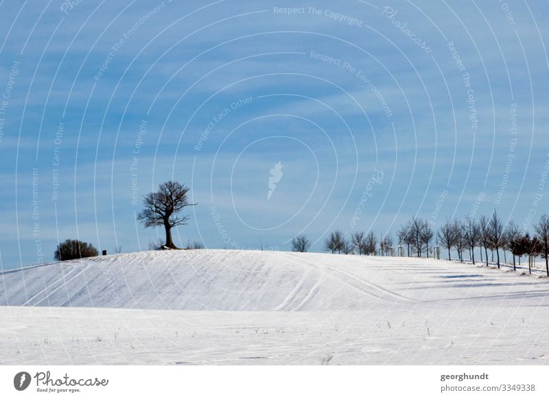 Alleenwinter Brohmer Berge Schnee Schneehügel sanft Hügel Glaziale Serien Eiszeit Gletscherroute Schneelandschaft Landschaft Mecklenburg-Vorpommern Baum