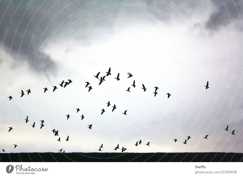 zum Abschied des Tages Vogelschwarm Vögel fliegende Vögel Wildgänse Wildvögel Tagesende Schwarm Fernweh nordisch Freiheit romantisch traumhaft frei Lichtschein