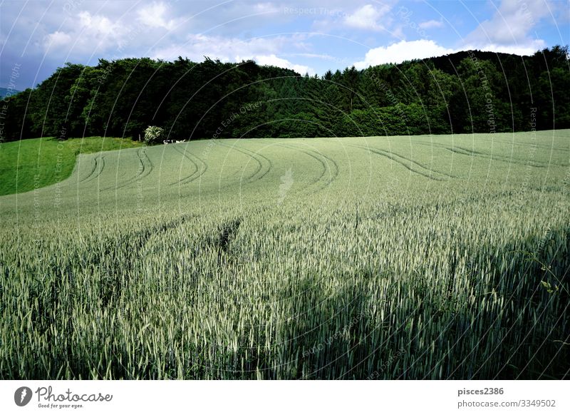 Field in the sun in front of a forest Natur Landschaft Himmel Wolken Sommer Schönes Wetter Nutzpflanze Feld wandern grün ruhig Erholung Ferien & Urlaub & Reisen